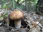 Nyári vargánya (Boletus reticulatus), Budai-hegység